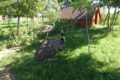 2020.08.01-ZOO-Broumov-09