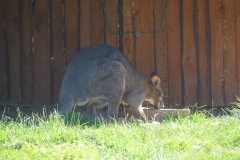 2020.08.01-ZOO-Broumov-10
