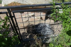2020.08.01-ZOO-Broumov-11
