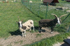 2020.08.01-ZOO-Broumov-15