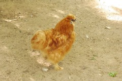 2021.06.12-ZOO-BroumovU-Bulanka-05
