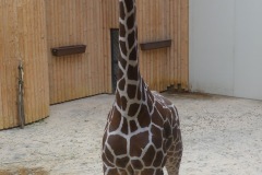 2021.07.17-ZOO-DK-zirafy-05