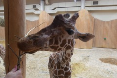 2021.07.17-ZOO-DK-zirafy-09