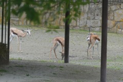 2021.07.17-ZOO-DK-zirafy-28